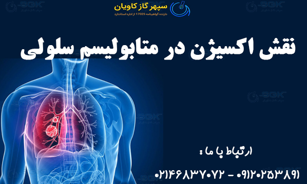 نقش اکسیژن در متابولیسم سلولی | فراتر از تنفس ساده